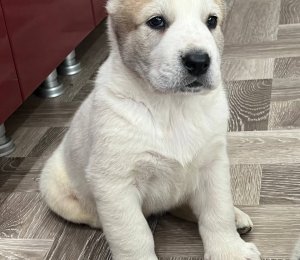 АЛАКСАР СВЕТ ЗЛАТОЗАР (продан)
