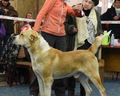ХАН ХИРС АЛАН