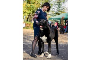 ХОГАН ДЛЯ АЛАКСАР СВЕТ ИЗ ДОМА КАПАЛАК (ХОГАН)
