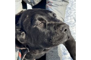 АЛАКСАР СВЕТ БЕНЖАМИН (продан)