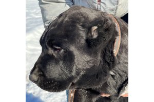 АЛАКСАР СВЕТ БЕНЖАМИН (продан)