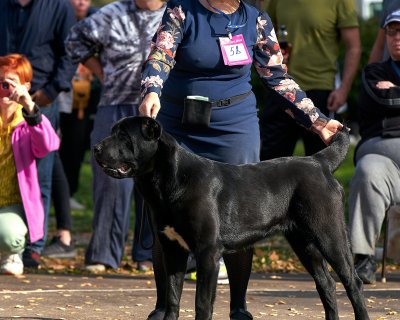 ЖАНУБ ЕЛ ЕНИШ КОРА
