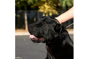 ЖАНУБ ЕЛ ЕНИШ КОРА (КОРА)