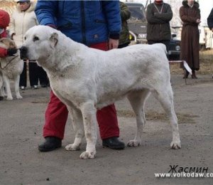 ЖАСМИН