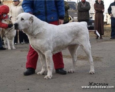 ЖАСМИН