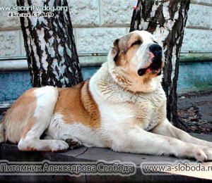 ЖЕРИМБЕТ ИЗ НИКОЛЬСКОЙ РОЩИ