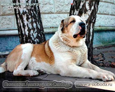 ЖЕРИМБЕТ ИЗ НИКОЛЬСКОЙ РОЩИ